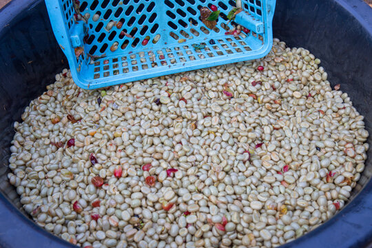 Wet coffee cherry in pulping machine