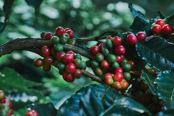 Fresh coffee beans on the branches of the coffee tree