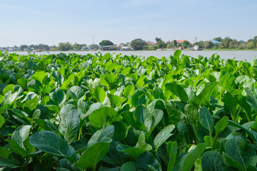 Guangdong in the outdoor vegetable garden