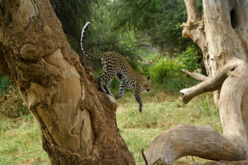 Leopard jumping from tree, Samburu Game Reserve, Kenya