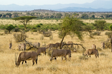 Herd of Beisa oryx grazing, Samburu Game Reserve, Kenya