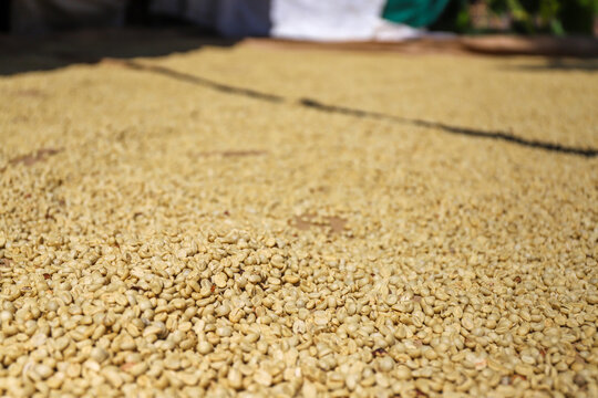 Drying Coffee Parchment Process 