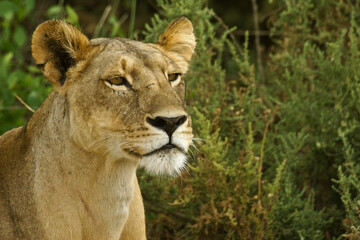 Obraz na płótnie Canvas Portrait of alert African lioness, Samburu, Kenya