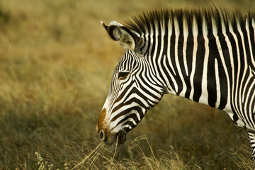 Grevy's zebra eating, Samburu Game Reserve, Kenya