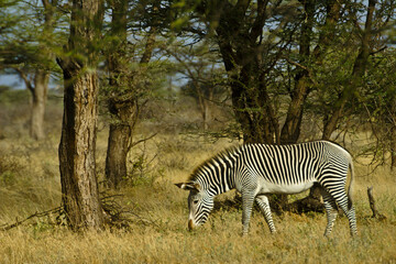 Fototapeta na wymiar Grevy's zebra grazing in acacia woodland, Samburu Game Reserve, Kenya