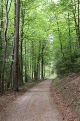 Waldweg Wanderweg Forstweg Wald im Frühjahr 