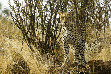 African leopard in bush, Samburu Game Reserve, Kenya