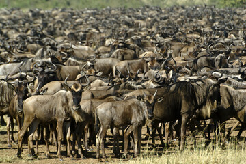Obraz na płótnie Canvas Migrating wildebeests, Masai Mara Game Reserve, Kenya