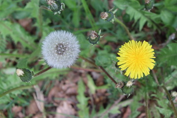 Löwenzahn gelb und Pusteblume in einem Bild Frühlung und Sommer