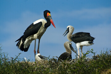 Male saddle-billed stork on nest with chicks, Masai Mara Game Reserve, Kenya