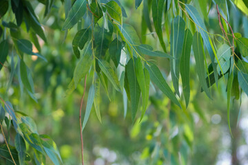 Eucalyptus leaves. branch eucalyptus tree nature background © Ammak