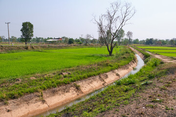 Irrigation canals deliver water for agriculture.
