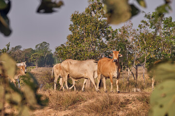Cow in the outdoors foraging freely. In the nature of the countryside
