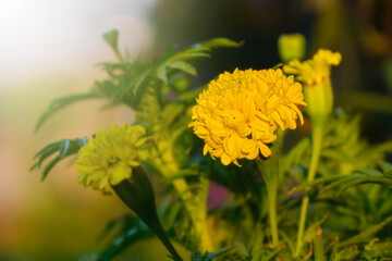 marigold flowers in morning time