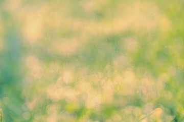Obraz premium Green leaf bokeh pattern background for design