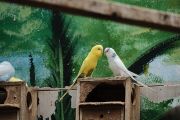 bird