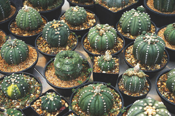 Astrophytum Cactus - 418820819