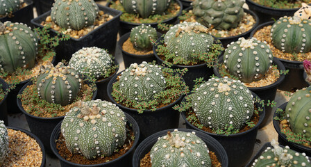 Astrophytum Cactus i - 418820833