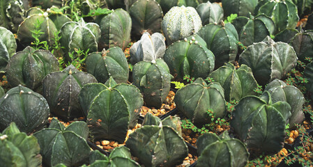 Astrophytum species cacti - 418820847