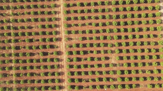 Aerial view agriculture fruit plantation, shot flying