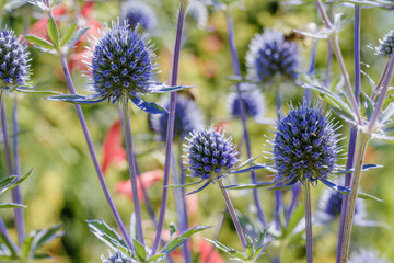  blue eryngo flowers (flat sea holly)