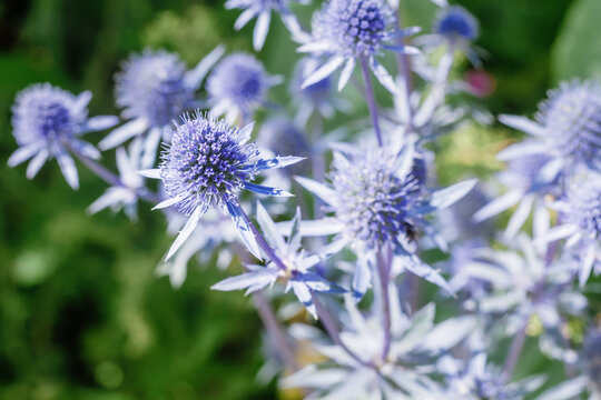 shining blue eryngo flowers (flat sea holly)