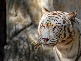 Close-up Head of White Bengal Tiger Staring Isolated on Background