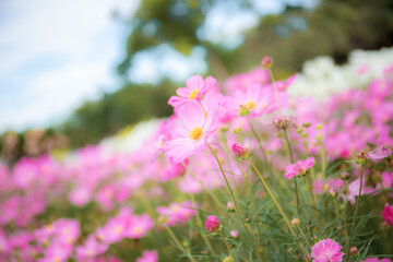 Obraz premium Pink cosmos flowers in winter.