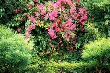 Pink flowers in garden.