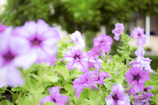 Purple flower with bautiful.