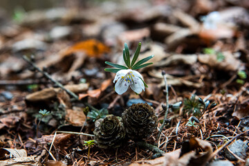 The beautiful and pretty Eranthis Byunsanensis,wind flower in the wild field.