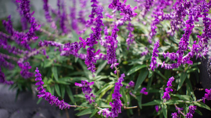 blooming beautiful lavender