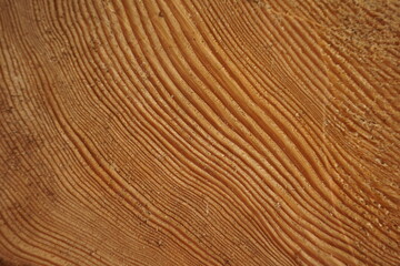 木目　年輪　モミ