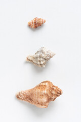 Various shells on a white backdrop. Natural marine theme background with copy space.