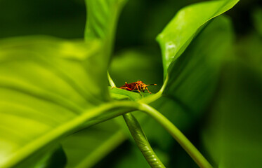 insect