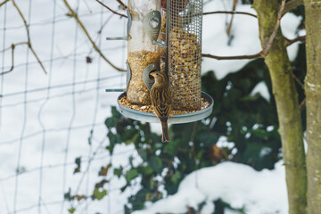 ein Vogel an einem Futterspender beim füttern im Winter. Die Umgebung ist verschneit.