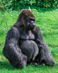 Gorilla in the grass 