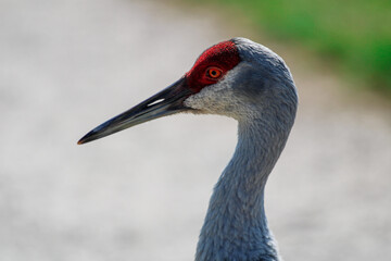 Sandhill Crane Portrait / Florida Endangered Bird 