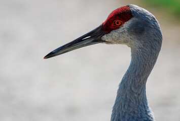 Sandhill Crane Portrait / Florida Endangered Bird 