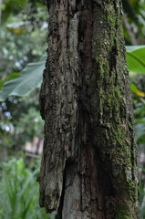 Old tree trunk with moss