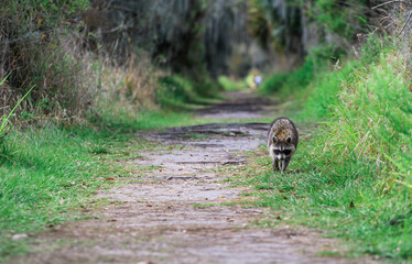 Raccoon walking down a dirt path