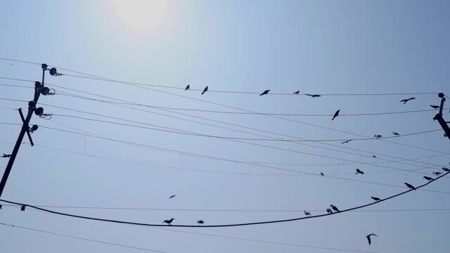 Birds Perching On Power Lines In Goa, India During Daytime - low angle shot