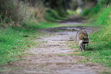 Raccoon walking down a dirt path
