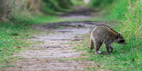 Raccoon walking down a dirt path