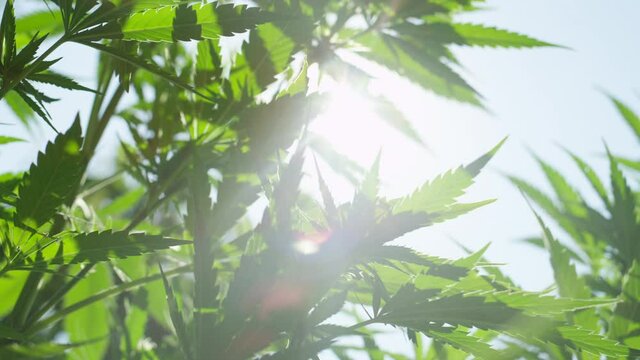 CLOSE UP, LENS FLARE, DOF: Warm summer sunbeams shine on the swaying industrial hemp leaves. Scenic shot of medicinal marijuana plants swaying in the golden spring sunshine. Industrial cannabis.