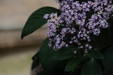 Beautiful Flower