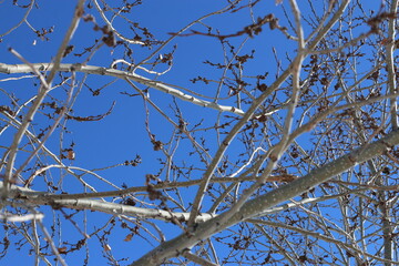 Abstract tree branches with the sunny blue sky background.