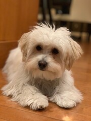 Cityscape, Calgary, Alberta, Canada on bright sunny day in early spring.
