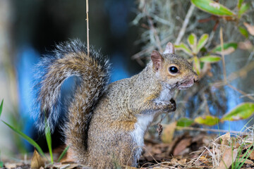 North American Grey Squirrel 