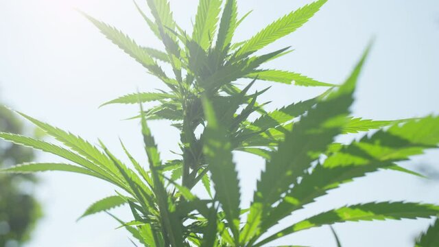 CLOSE UP, LENS FLARE, DOF: Warm sunbeams shine on the swaying illegal cannabis plants budding in springtime. Scenic shot of long marijuana leaves swaying in the golden summer sunshine at a remote farm